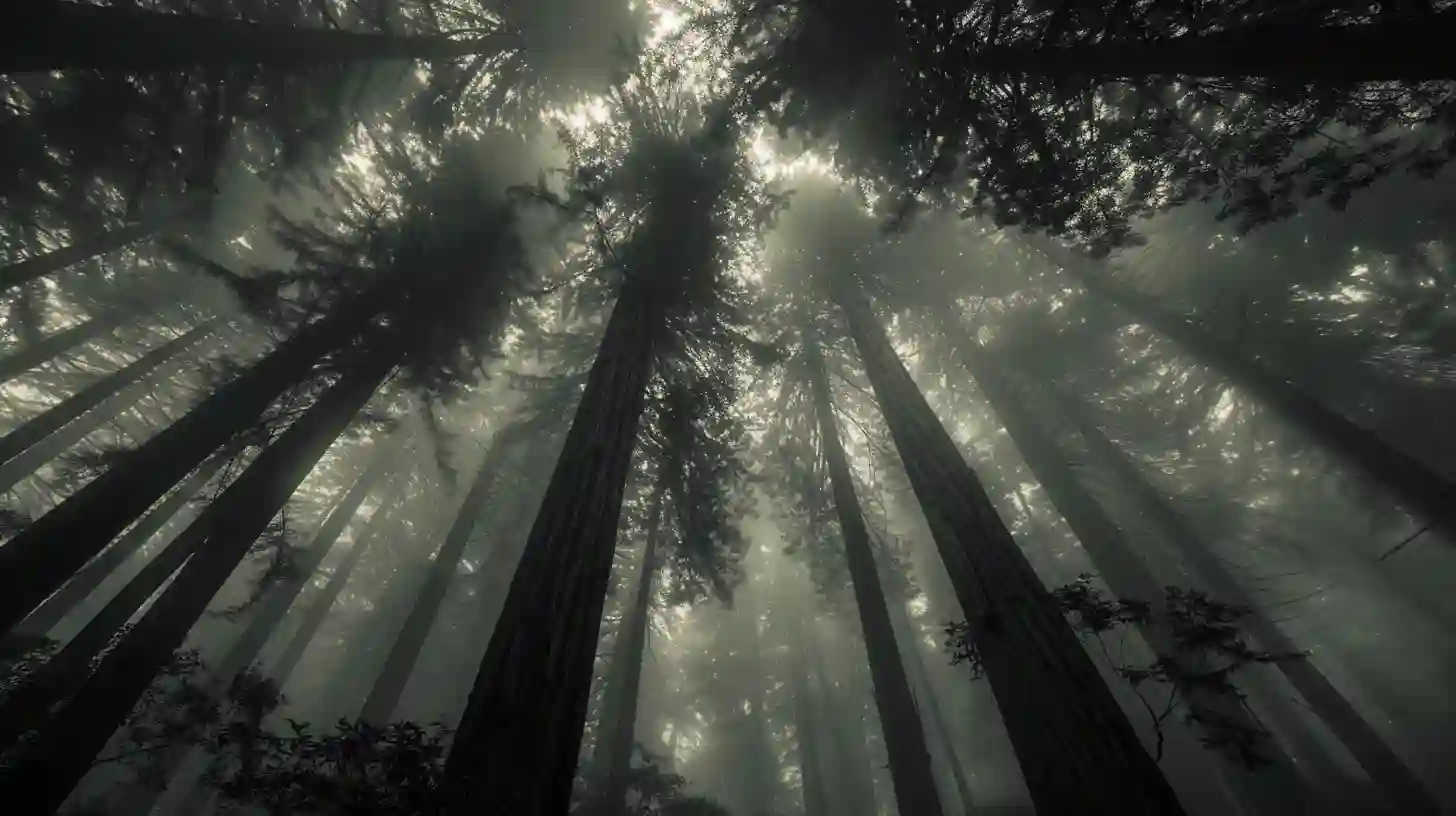 Misty redwood canopy